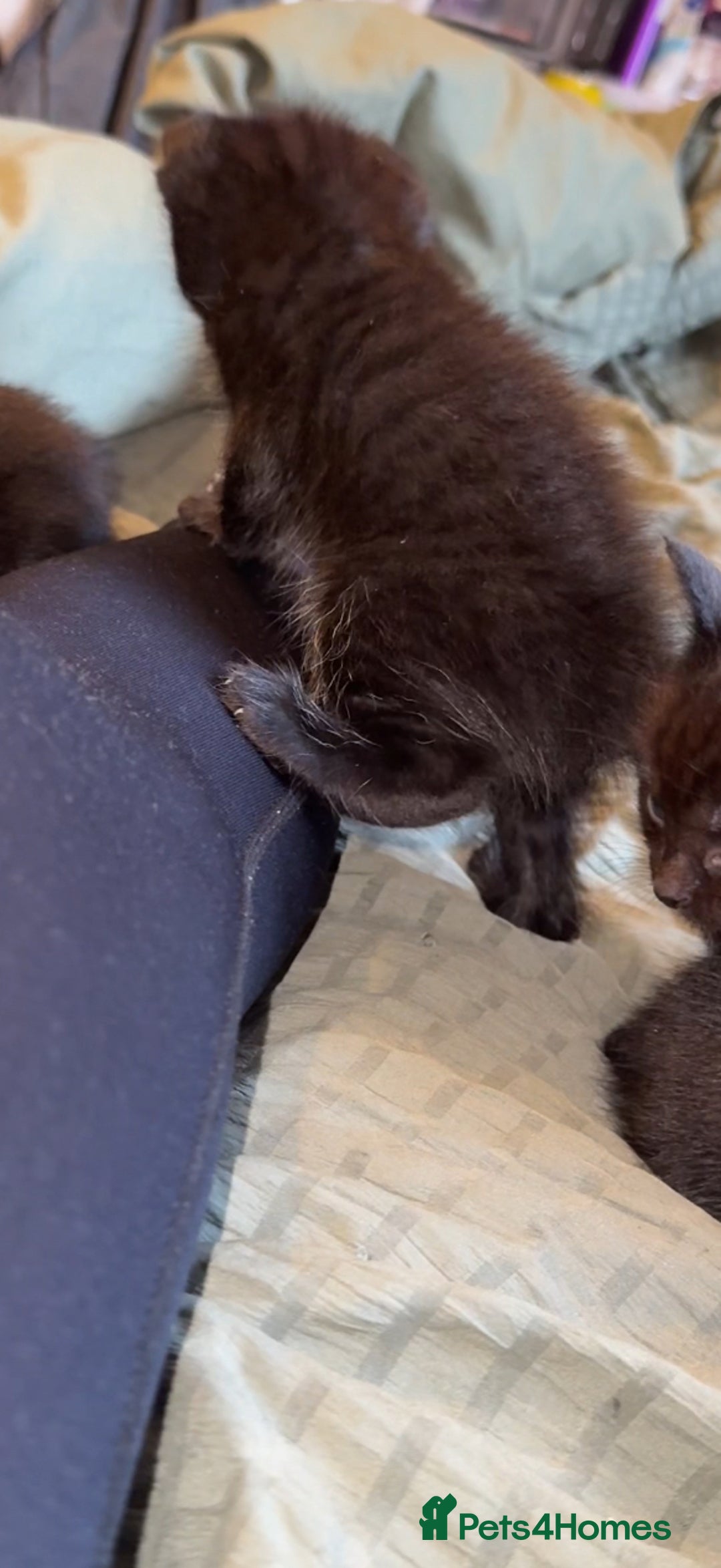 Bengal cats for sale: Kittens - Image 3