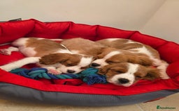 Cavalier King Charles Spaniel dogs for sale: Beautiful Cavalier King Charles Puppies - Image 1