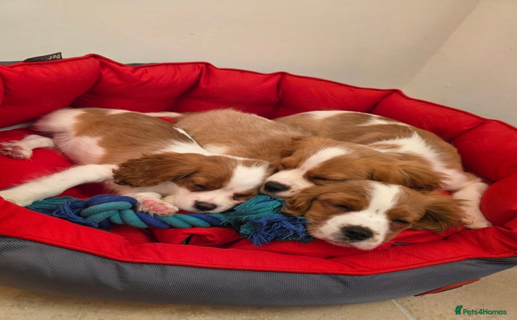 Cavalier King Charles Spaniel dogs - Advert 3