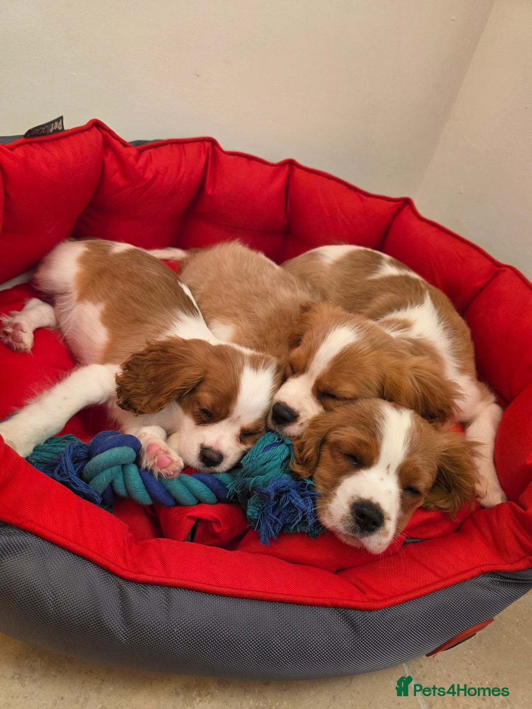 Cavalier King Charles Spaniel dogs for sale: Beautiful Cavalier King Charles Puppies - Image 1