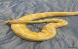 Python Snake reptiles for sale: Royal ball python - Image 8