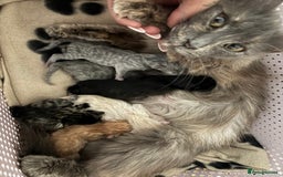 Mixed Breed cats for sale: 6 Beautiful long hair mixed kittens - ready 26/08 - Image 16