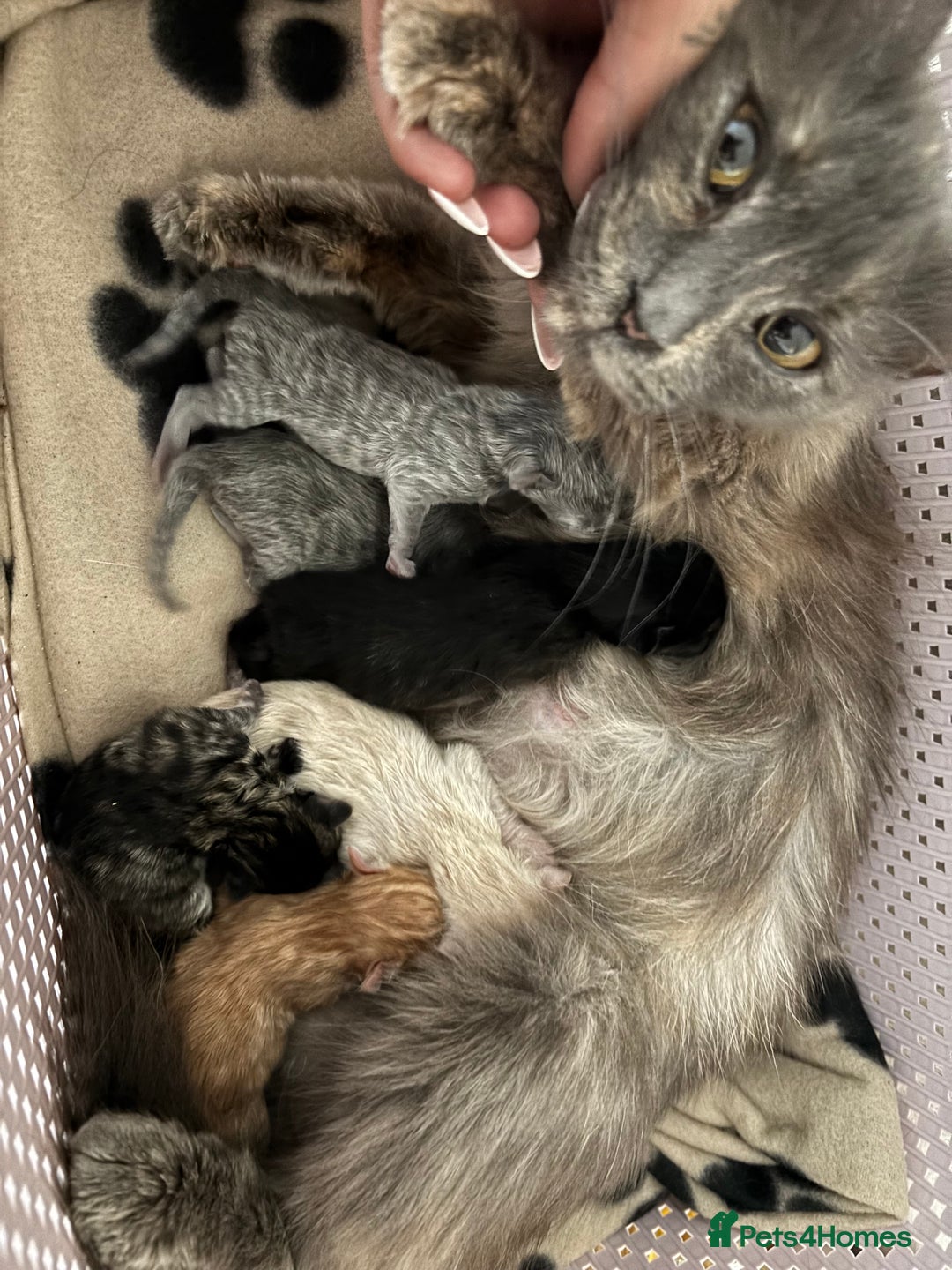 Mixed Breed cats for sale: 6 Beautiful long hair mixed kittens - ready 26/08 - Image 16
