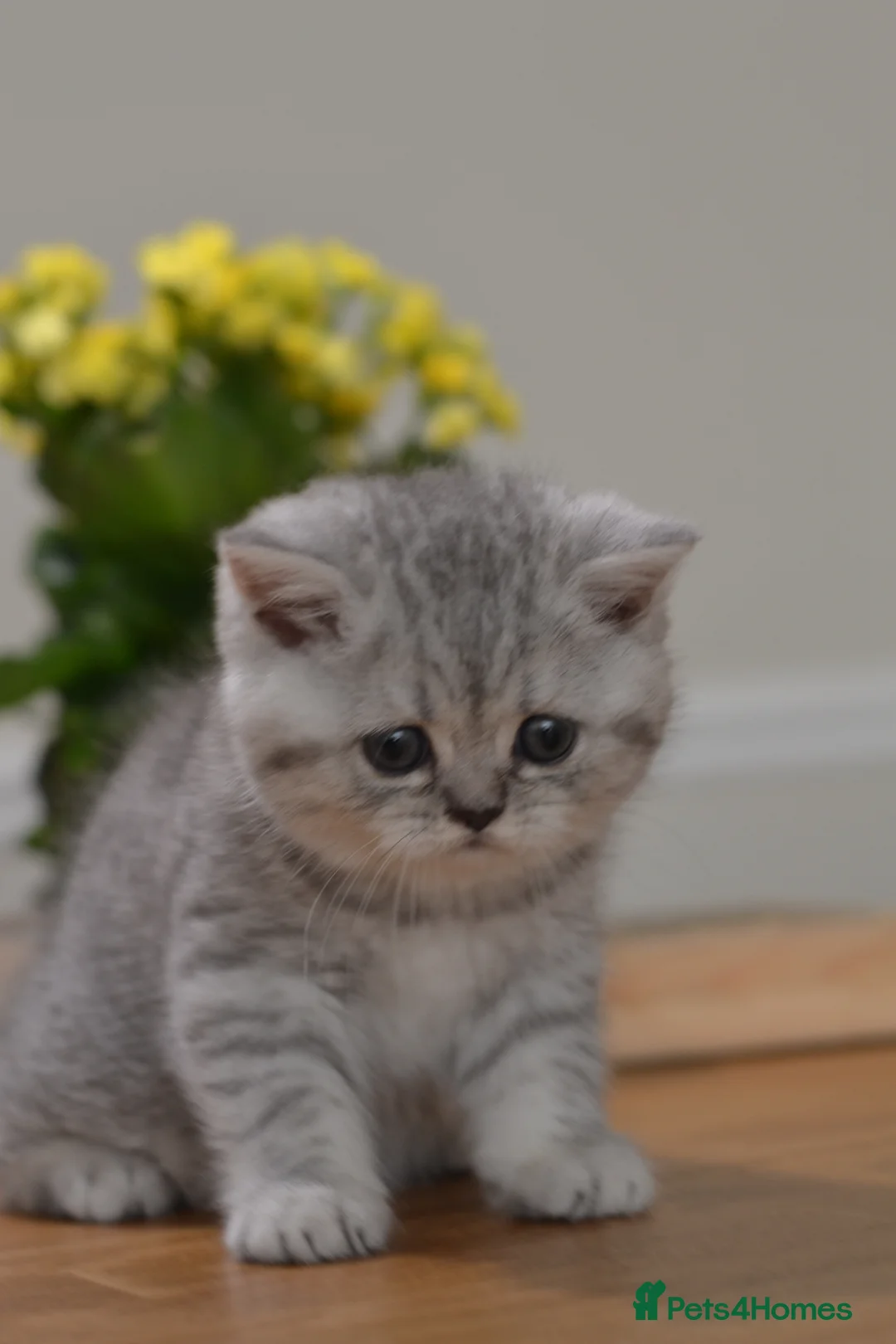 British Shorthair cats for sale: TICA/GCCF Adorable BSH/LH Girls  - Advert 2