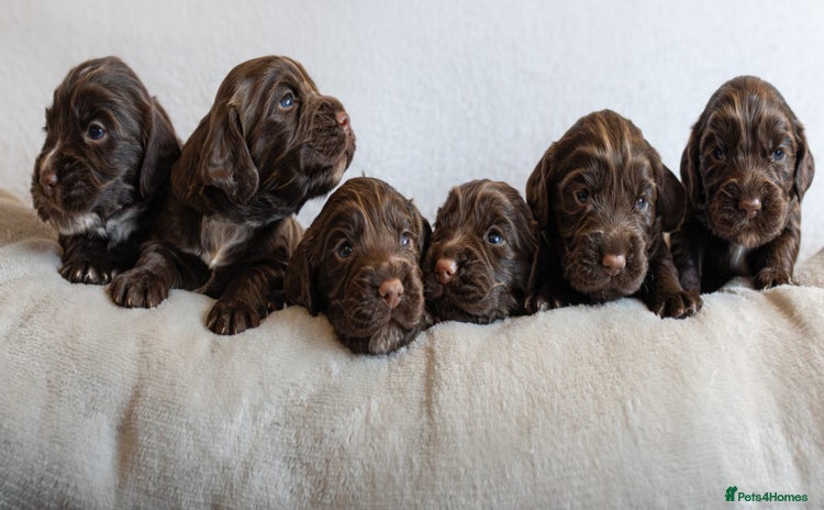 Cocker Spaniel dogs - Advert 1