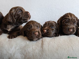 Cocker Spaniel dogs Working Cocker Spaniel puppies - Advert 5