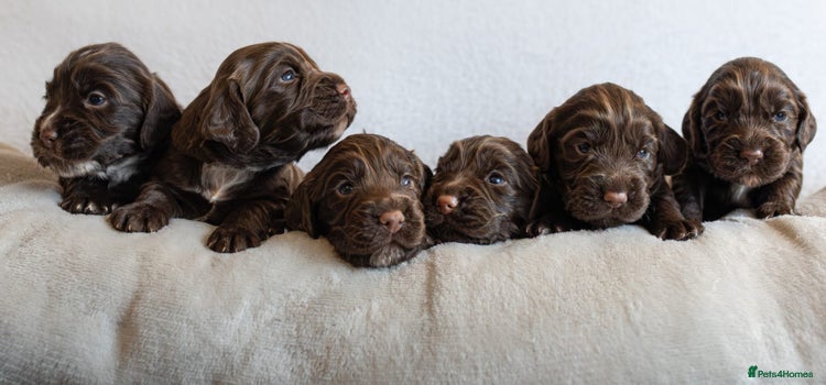 Cocker Spaniel dogs - Advert 1