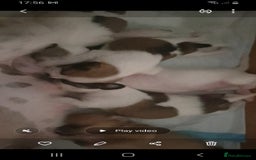 Mixed Breed dogs for sale: I. Selling puppies i have one boy and one girl - Image 6