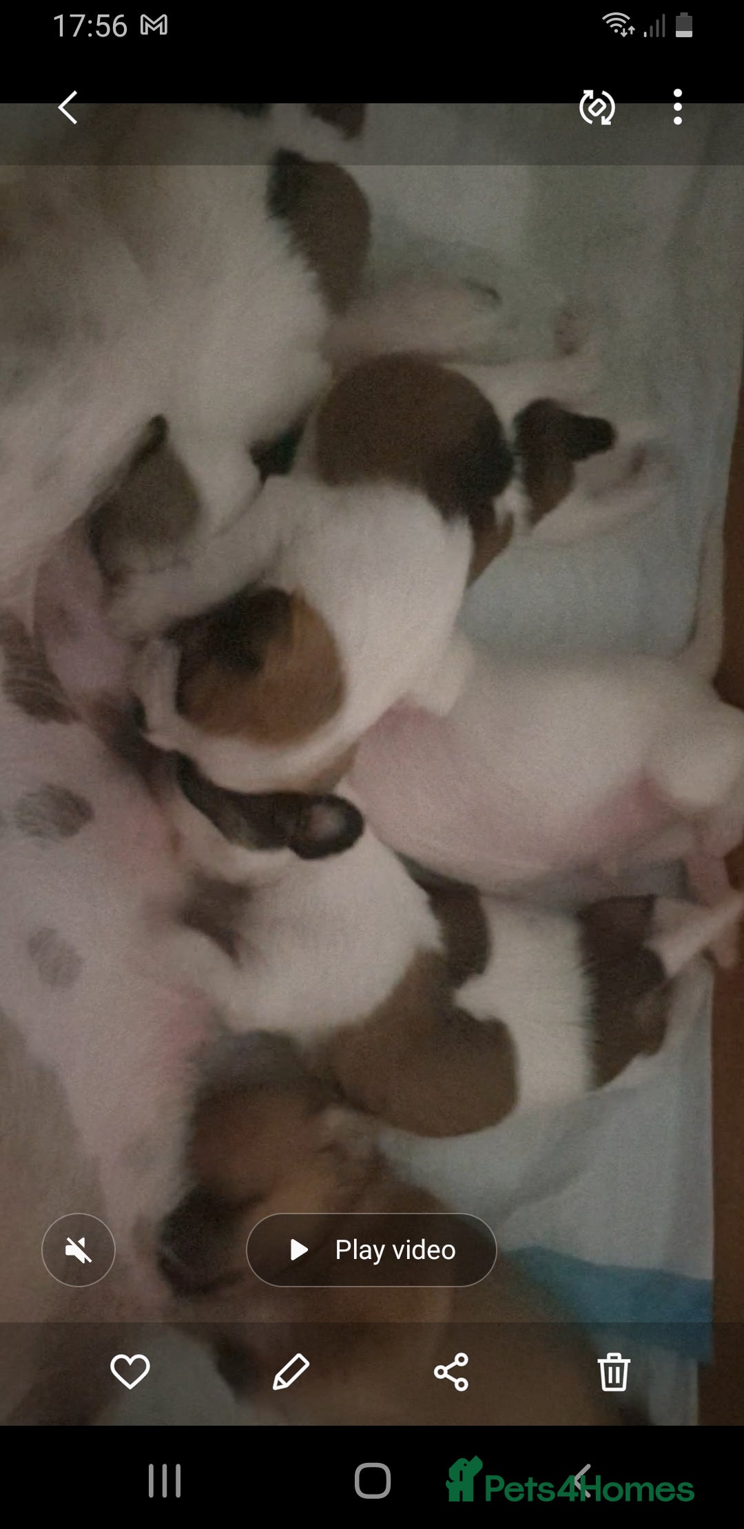 Mixed Breed dogs for sale: I. Selling puppies i have one boy and one girl - Image 6
