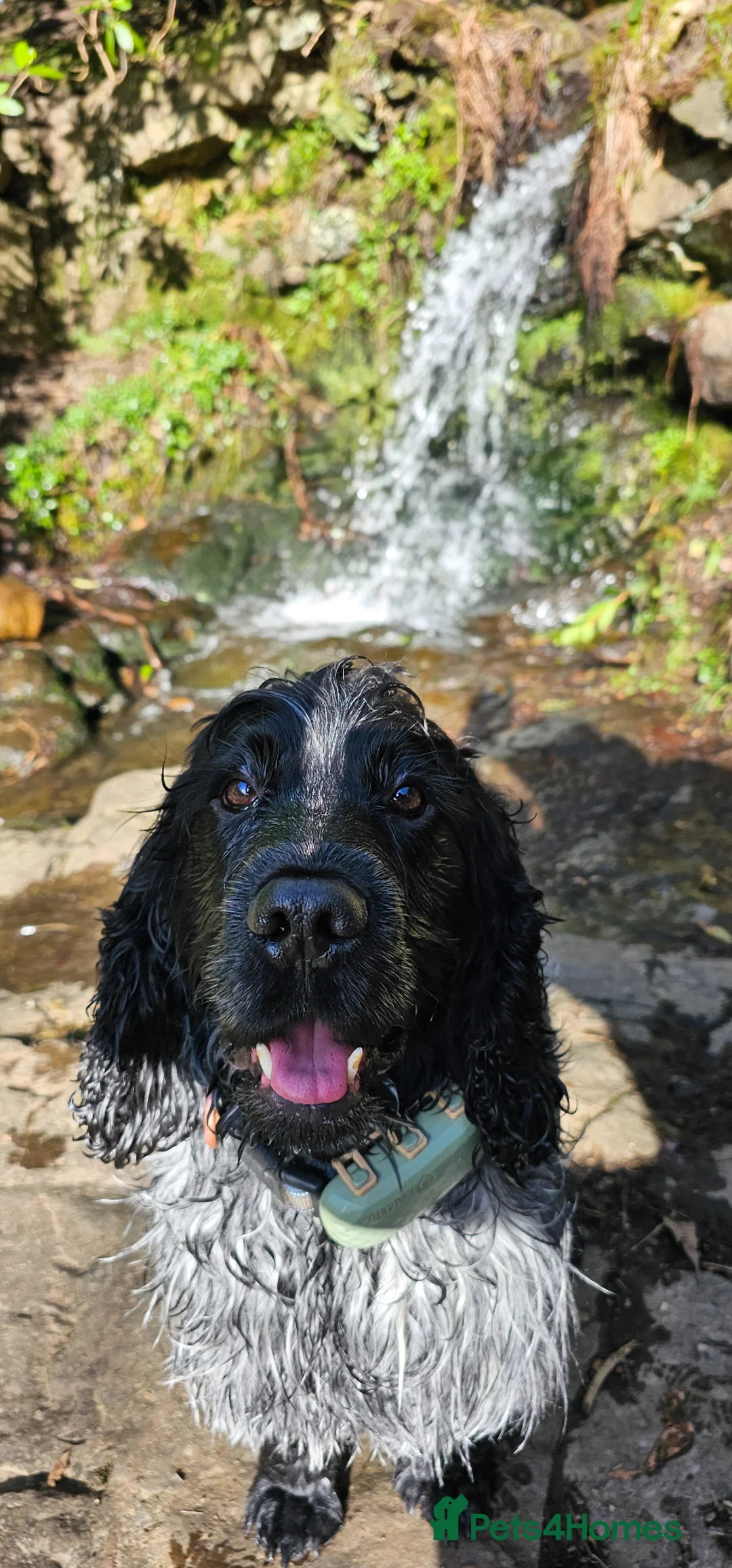 Cocker Spaniel dogs for stud: Stud KC Registered Blue Roan Cocker Spaniel  in Glasgow - Advert 2