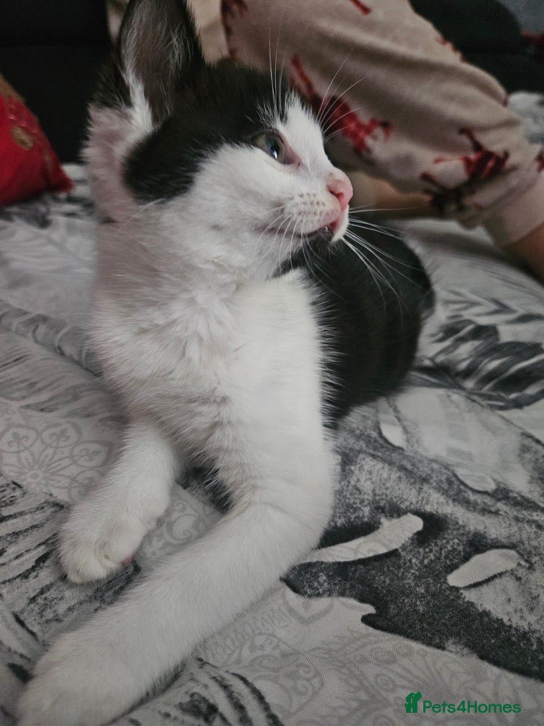 Mixed Breed cats for sale: Distinguish gentleman looking for forever home  - Advert 7