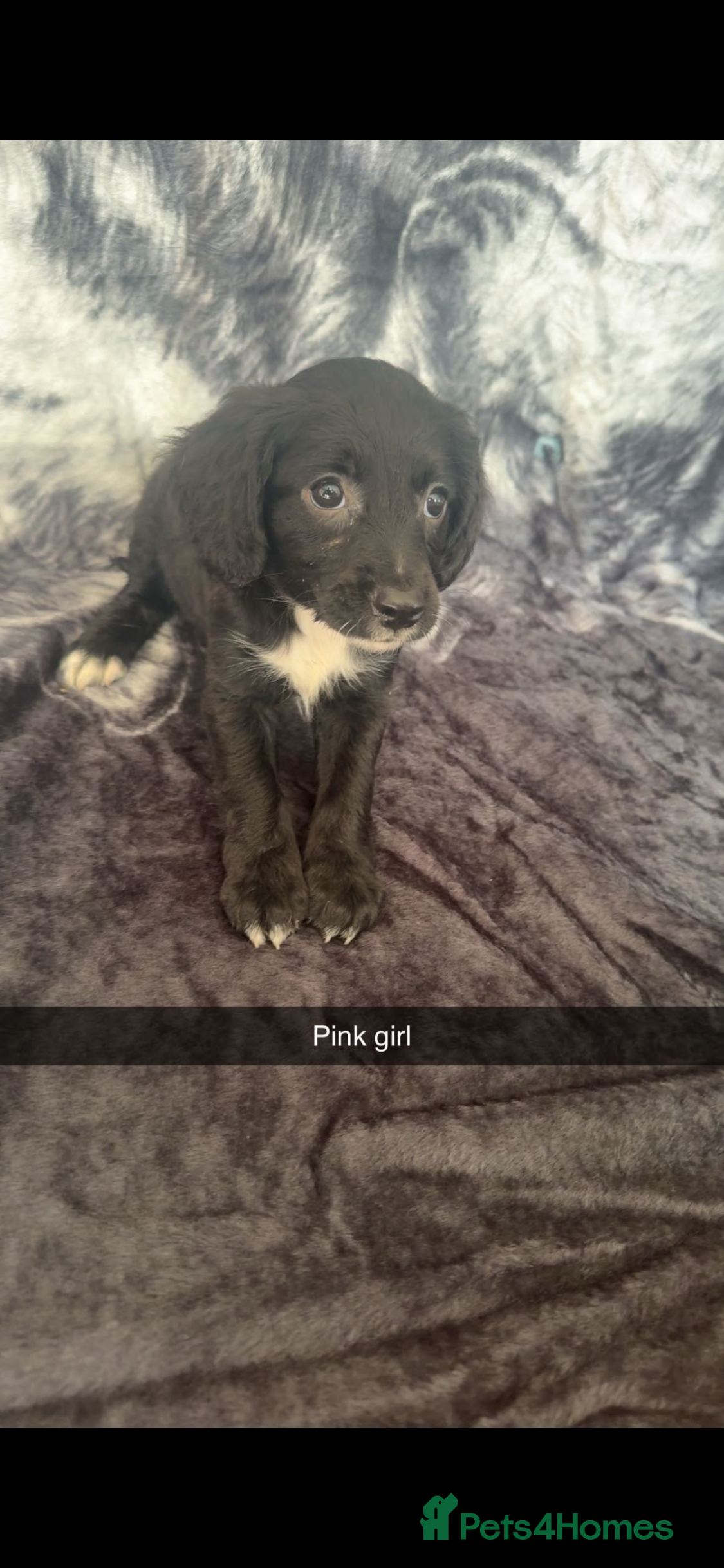 Cocker Spaniel dogs 5 adorable cocker spaniels - Advert 2