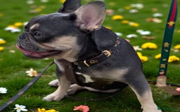 French Bulldog dogs for sale: 💕🐾 Stunning French bulldogs 🐾💕 - Advert 37