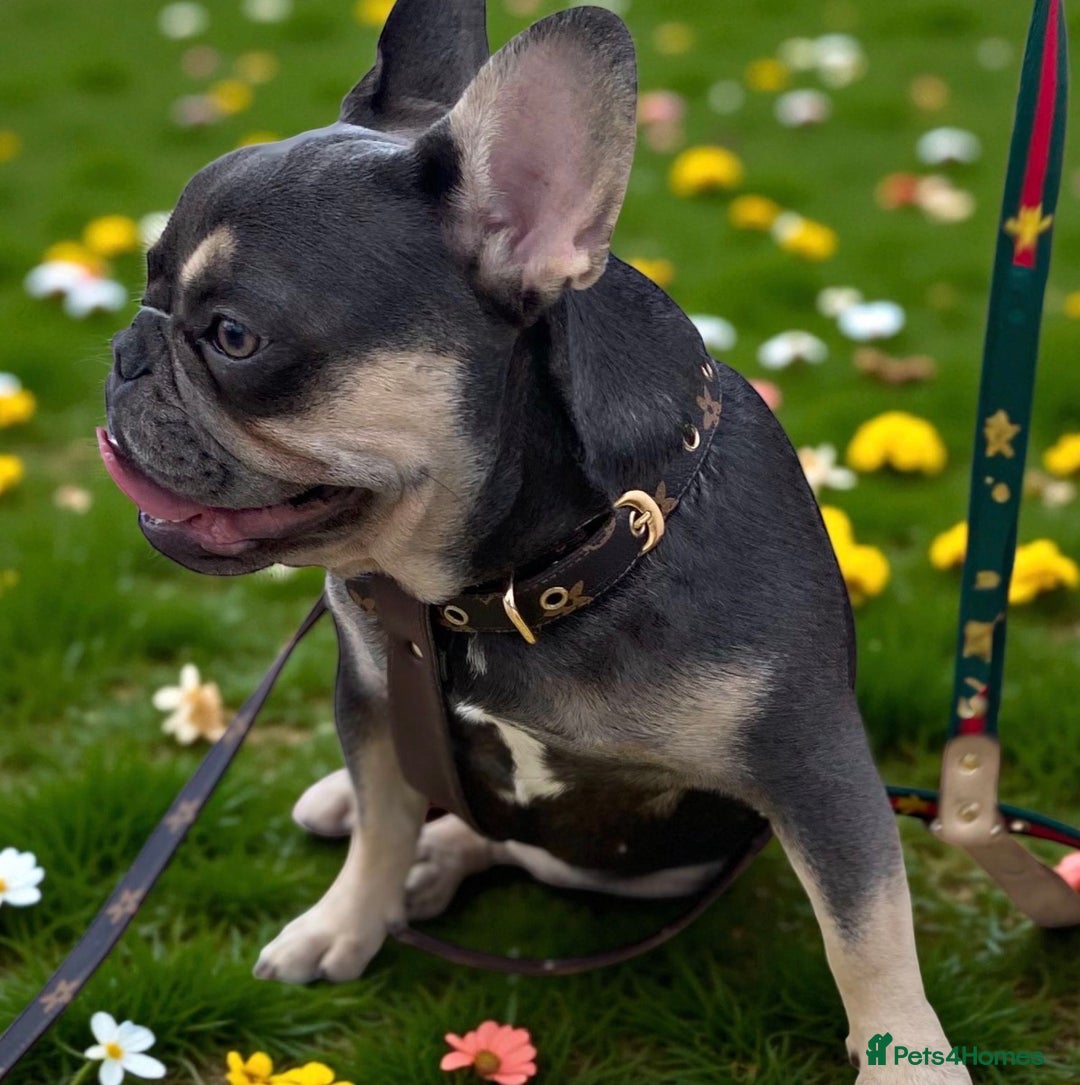 French Bulldog dogs for sale: 💕🐾 Stunning French bulldogs 🐾💕 - Advert 37