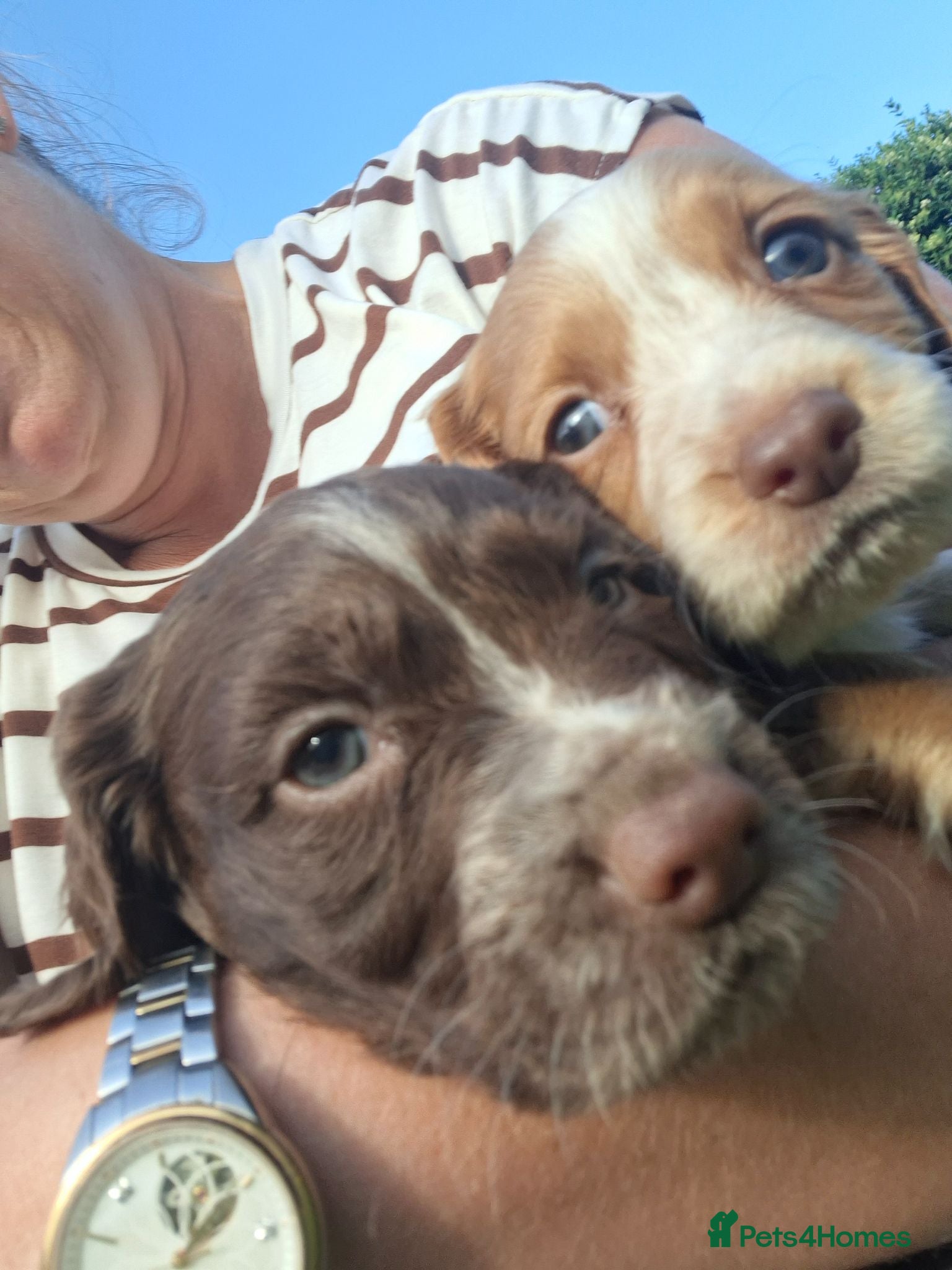 Cocker Spaniel dogs Cocker spaniel puppies  - Advert 7