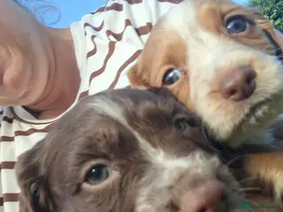 Cocker Spaniel dogs Cocker spaniel puppies - Advert 7