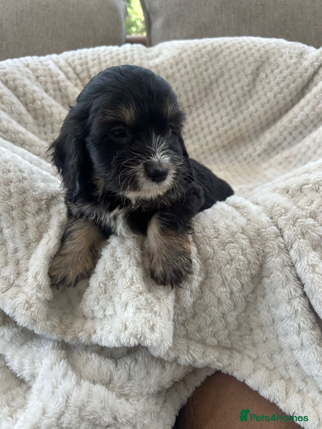 Cockapoo dogs for sale: Adorable F1 cockapoo puppies  - Image 24
