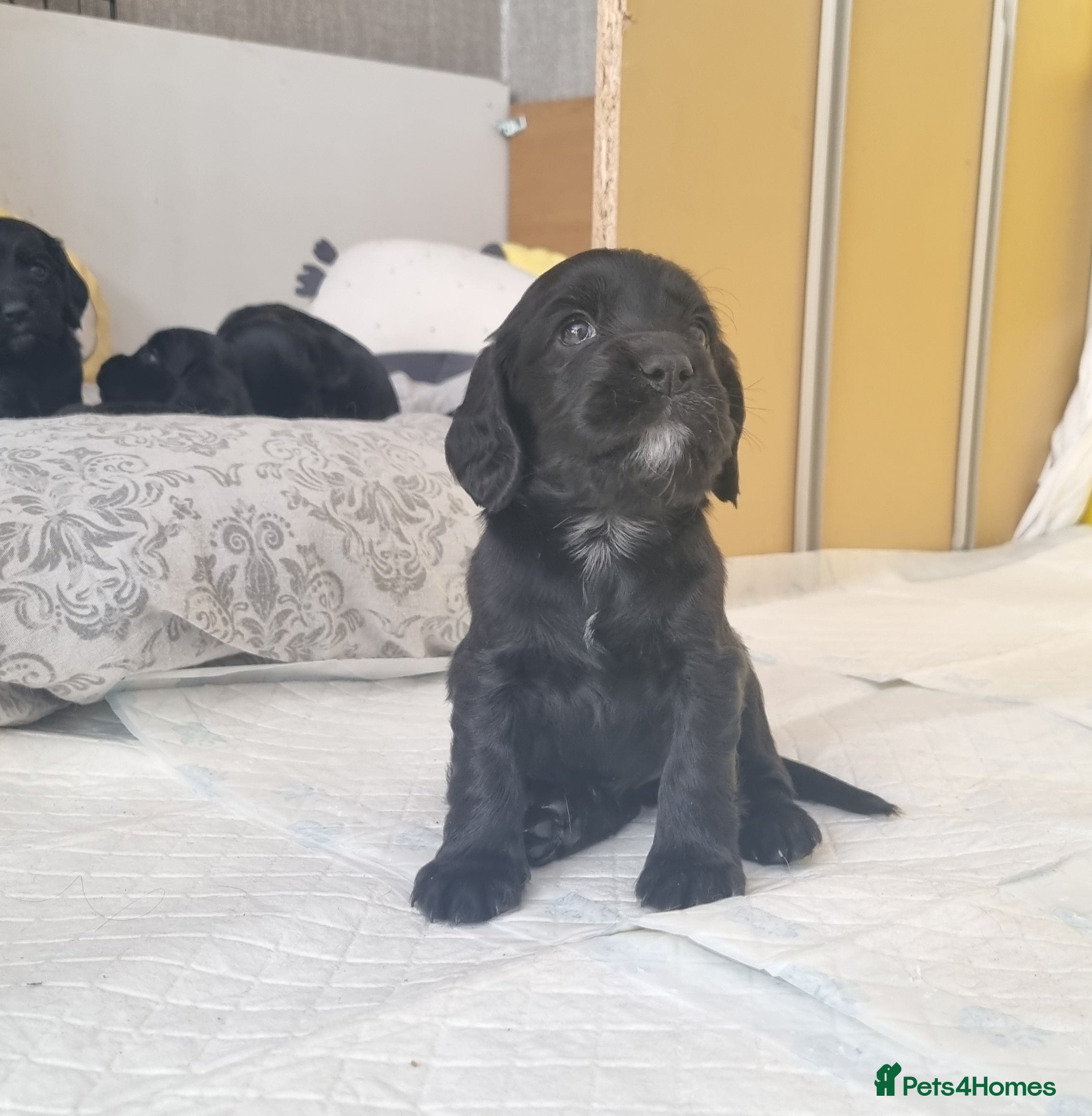 Cocker Spaniel dogs Adorable Cocker Spaniel Puppies for Sale 🐾 - Advert 2