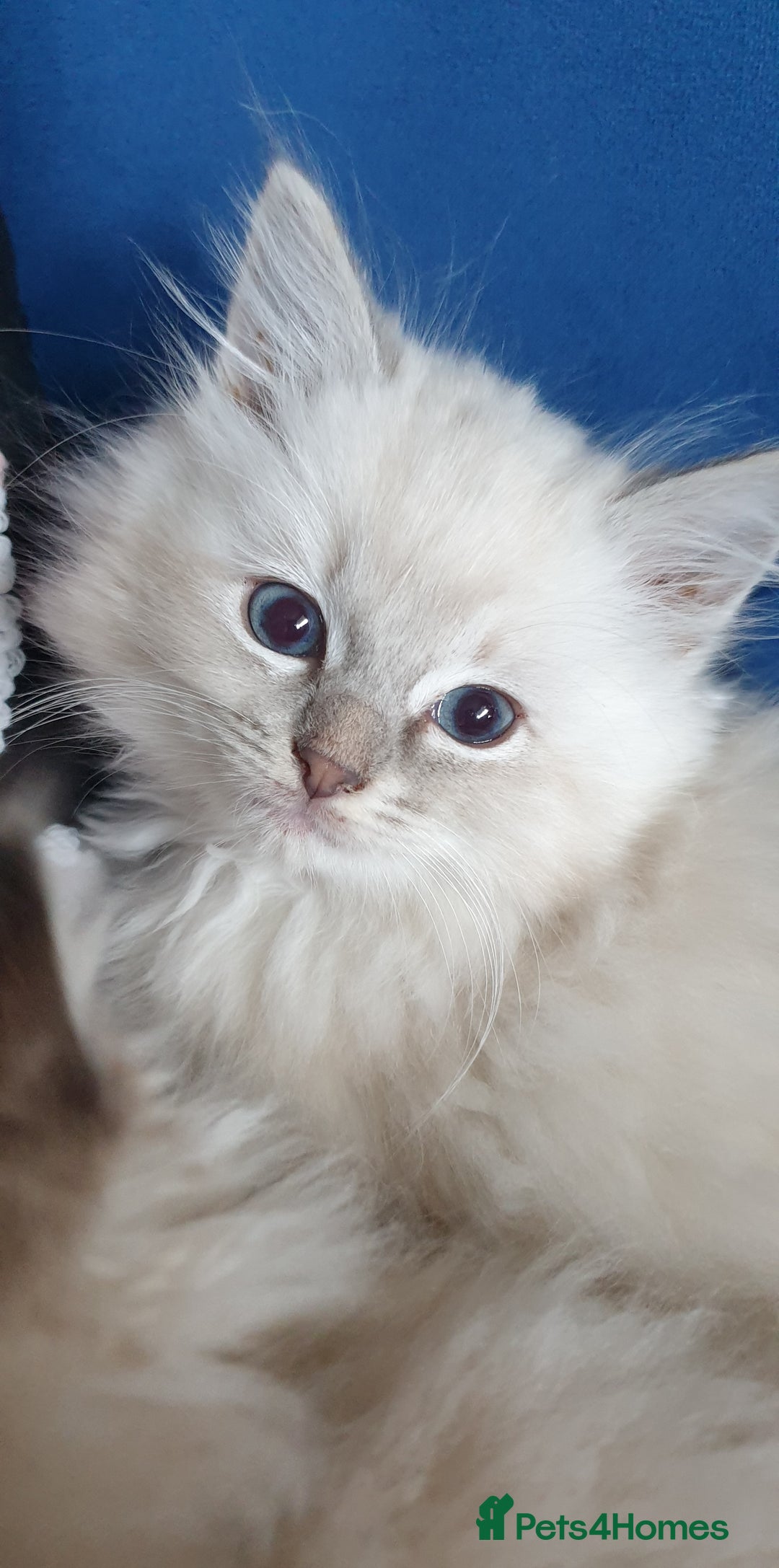Ragdoll cats for sale: Absolutely Stunning GCCF Registered Kittens. - Advert 23