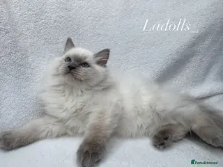 Ragdoll cats Pure Ragdoll Kitties available ✨ - Advert 12