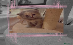 British Shorthair cats for sale: British short-haired kittens GCCF Registered  - Image 9