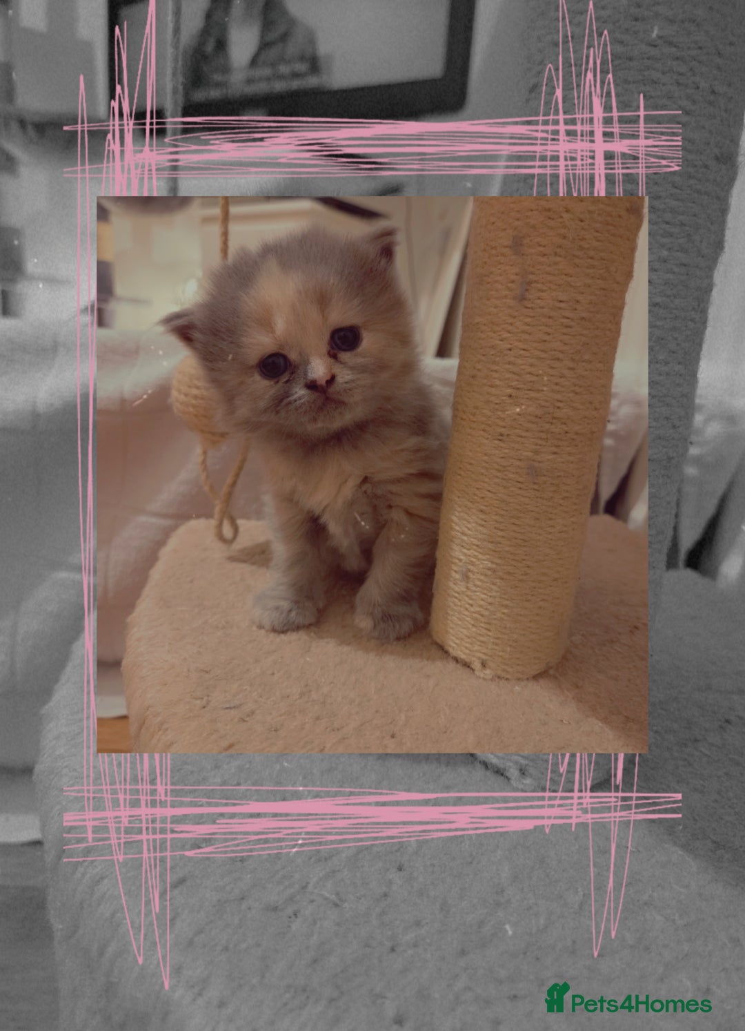 British Shorthair cats for sale: British short-haired kittens GCCF Registered  - Image 9