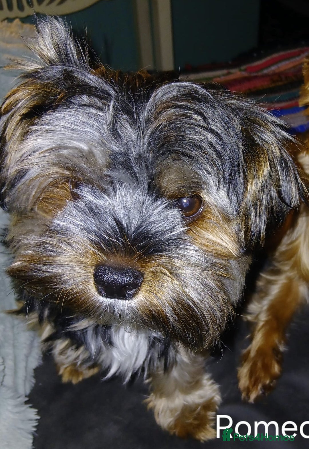 Yorkshire Terrier dogs for sale: Pedigree Yorkshire terrier puppy's  - Advert 3