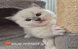 Ragdoll cats for sale: 5 GCCF Pedigree Ragdoll kittens for sale - Image 21