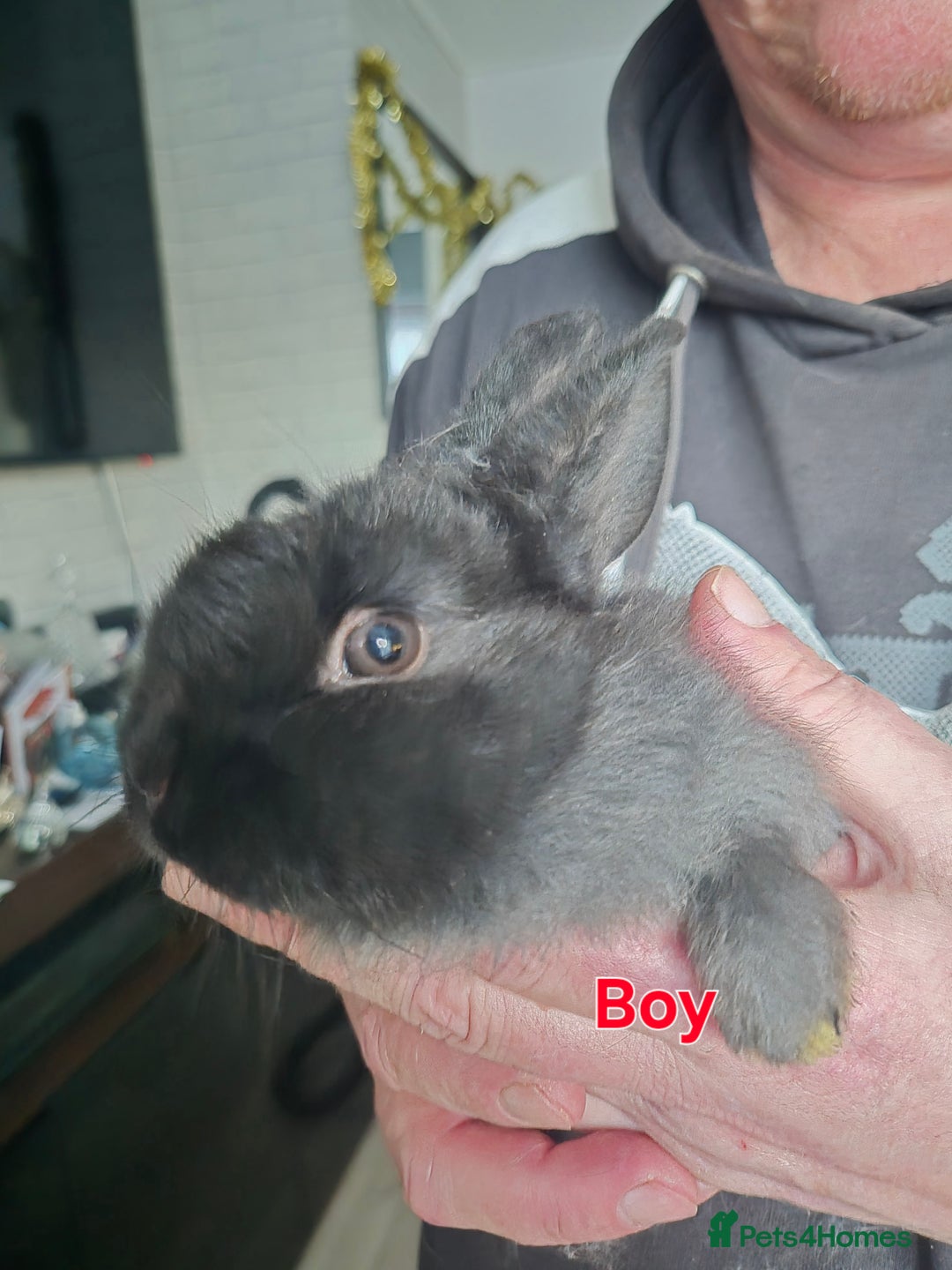 Mini Lion Lop rabbits for sale: Mini lop lion - Advert 3