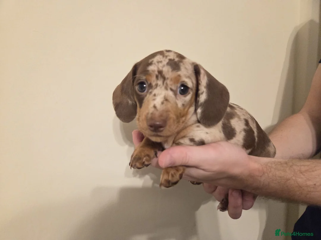 Miniature Dachshund dogs for sale: Smooth Haired Mini Dachshunds  in Birmingham - Advert 25