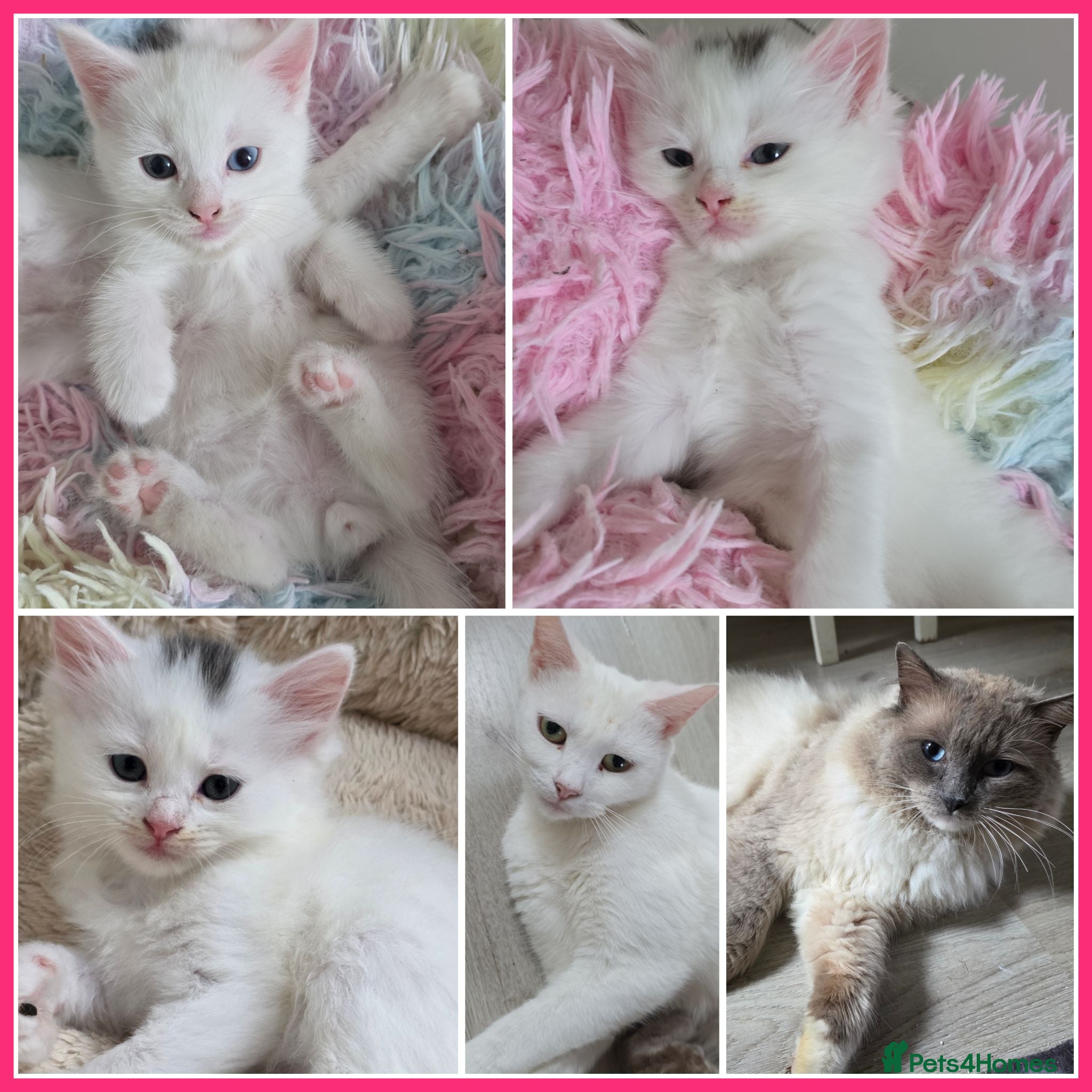 Mixed Breed cats 🔹️🔸️🔹️Kittens🔸️domestic cat x Ragdoll 🔹️🔸️ - Advert 3