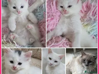 Mixed Breed cats 🔹️🔸️🔹️Kittens🔸️domestic cat x Ragdoll 🔹️🔸️ - Advert 3