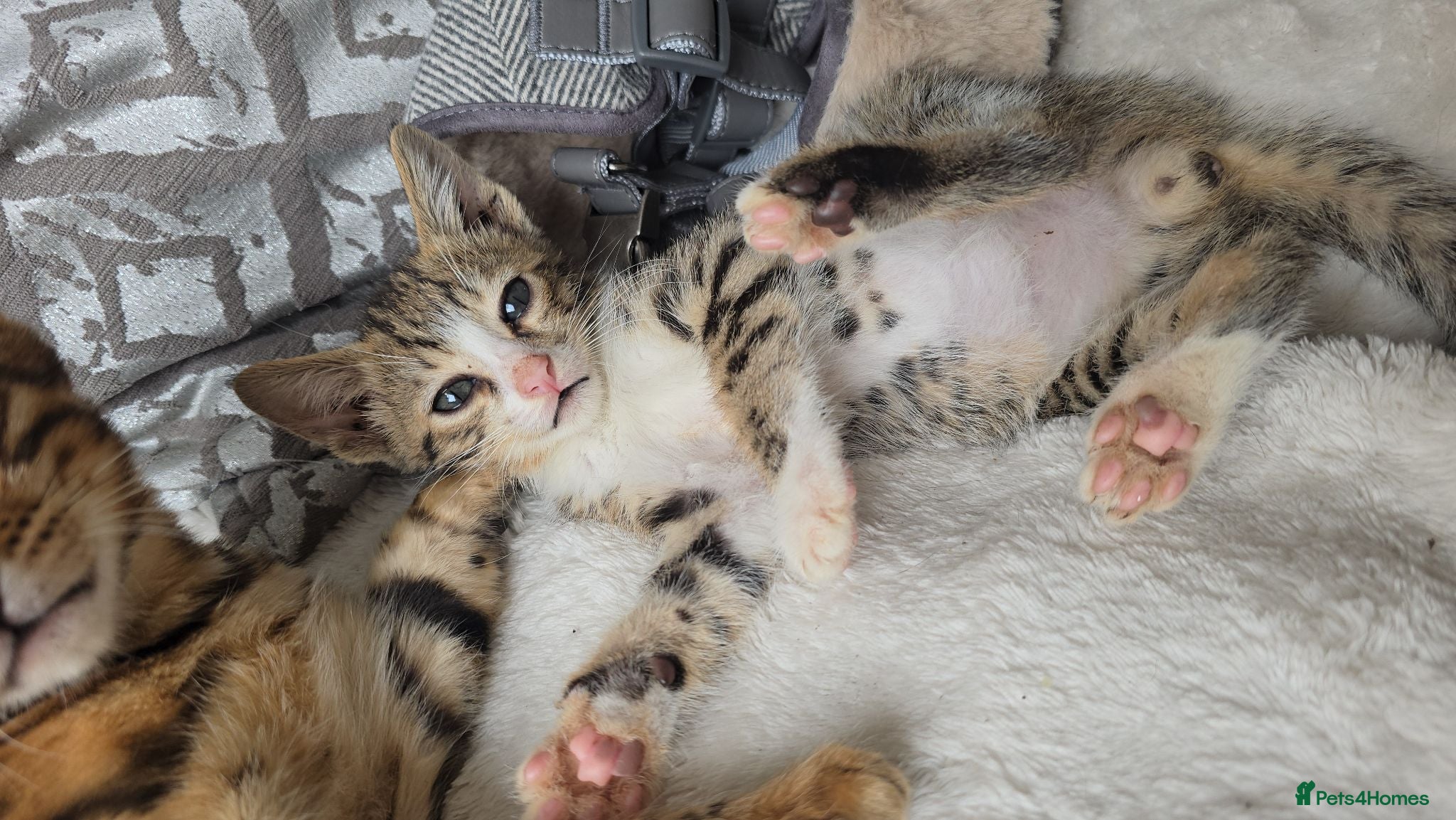 Bengal cats Savannah x bengal ONE MALE LEFT READY - Advert 2