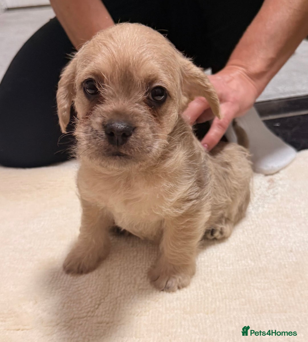 Mixed Breed dogs for sale: Froodle Puppies  - Advert 11