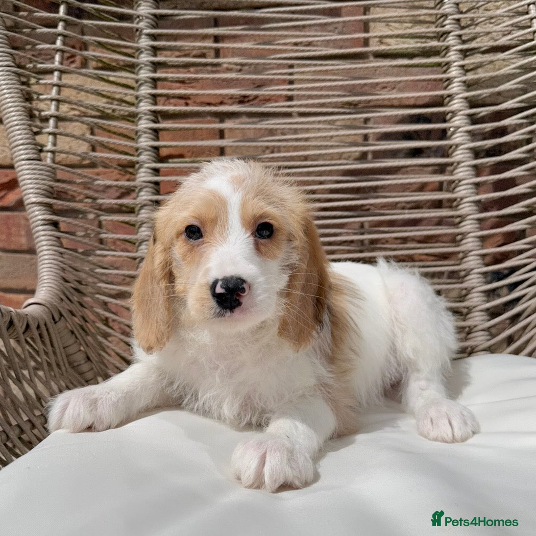 Mixed Breed dogs for sale: ⭐️⭐️Poogle Puppies (Beagle x Miniature Poodle)⭐️⭐️ - Advert 13