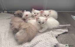 Ragdoll cats for sale: Pedigree Ragdoll Kittens for sale - Image 6