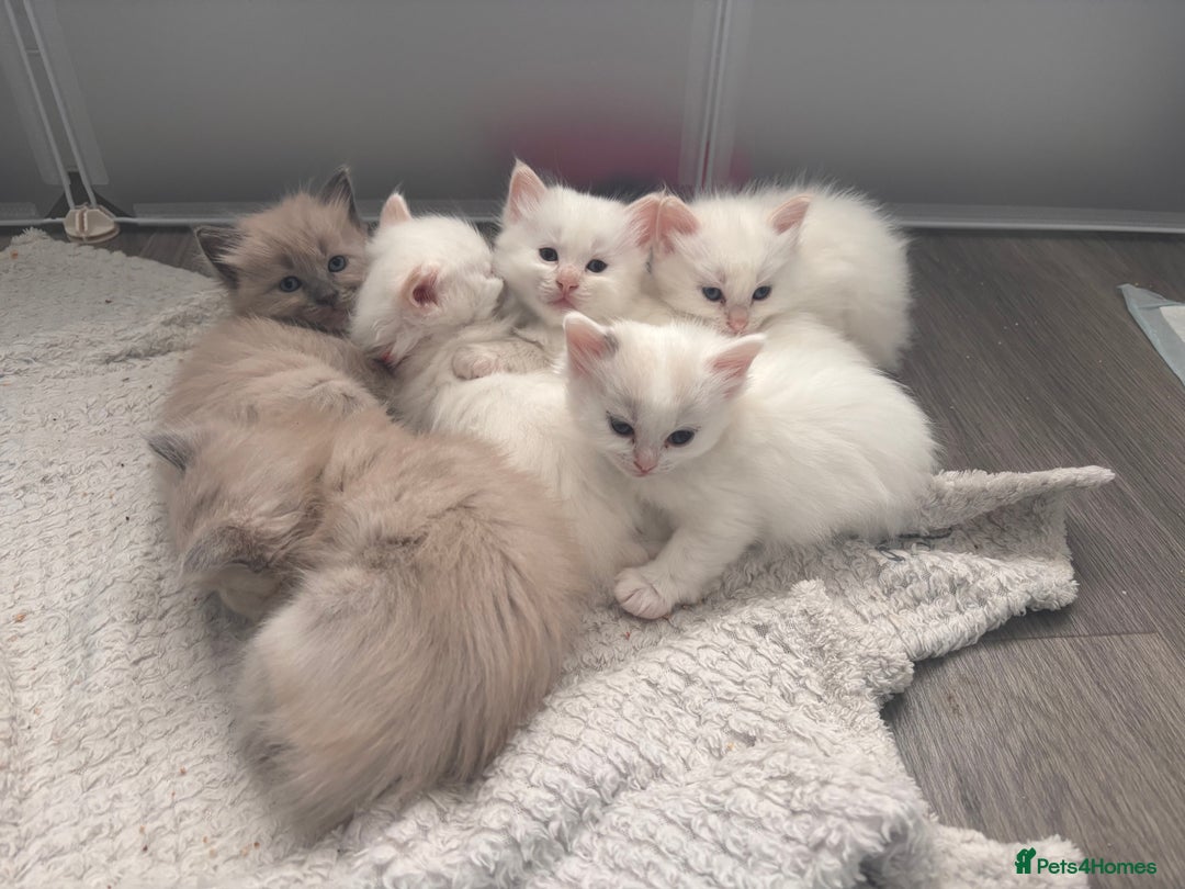 Ragdoll cats for sale: Pedigree Ragdoll Kittens for sale - Image 6