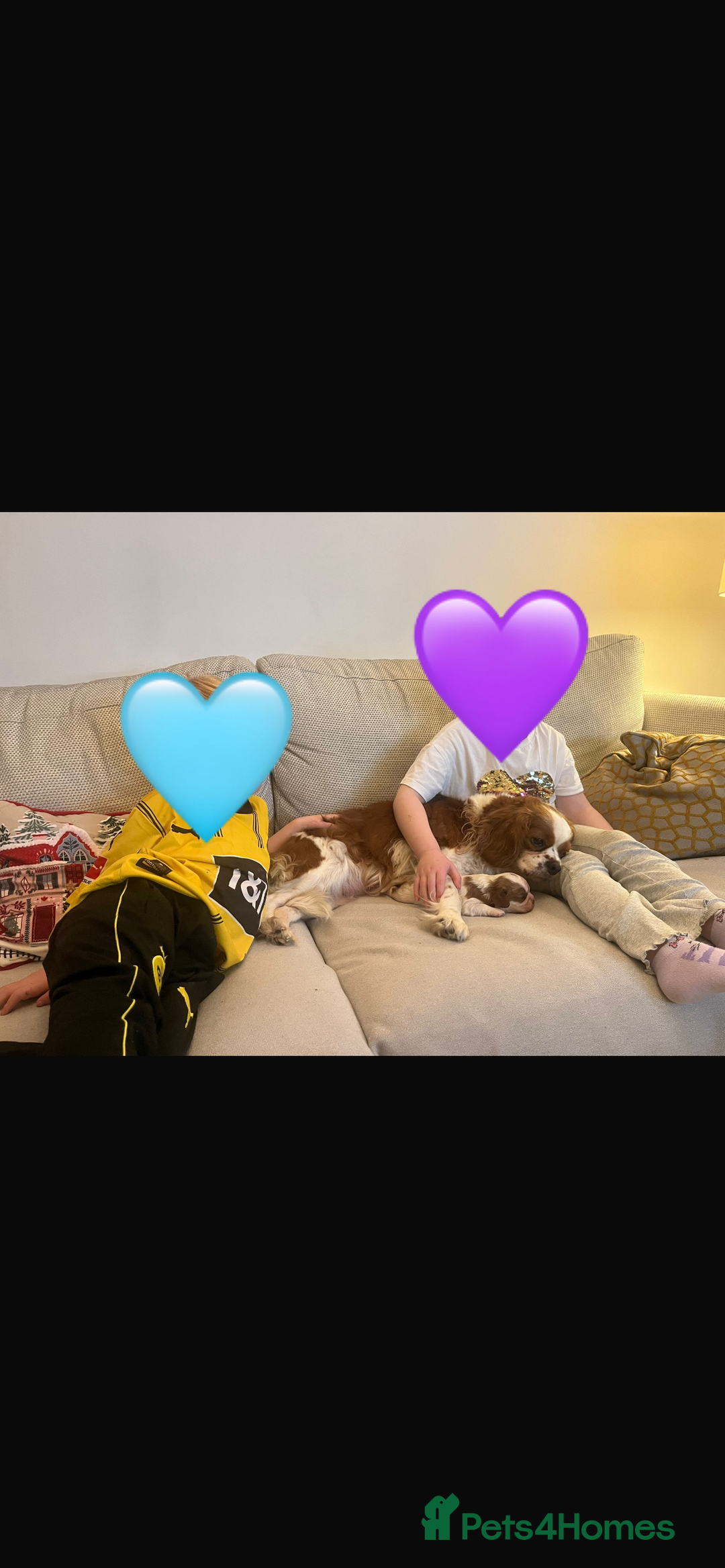 Cavalier King Charles Spaniel dogs for sale: Singleton Blenheim Cavalier Boy – Family Raised - Advert 11