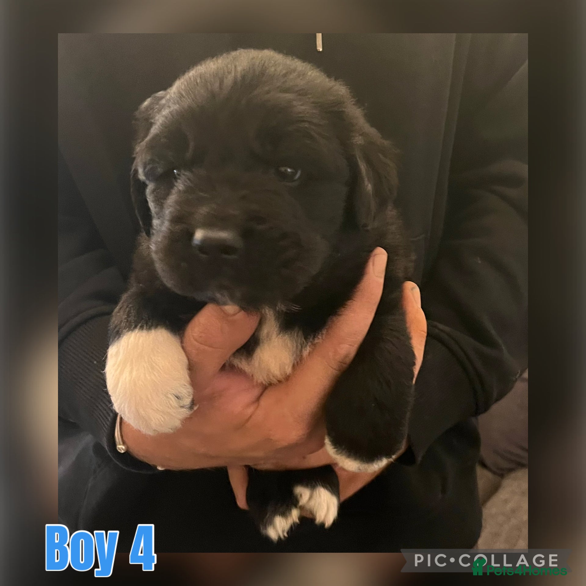 Mixed Breed Puppy 4