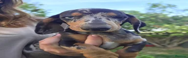 Dachshund 3