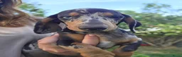 Dachshund dogs for sale: KC reg Standard Dachshund Puppies - Advert 12