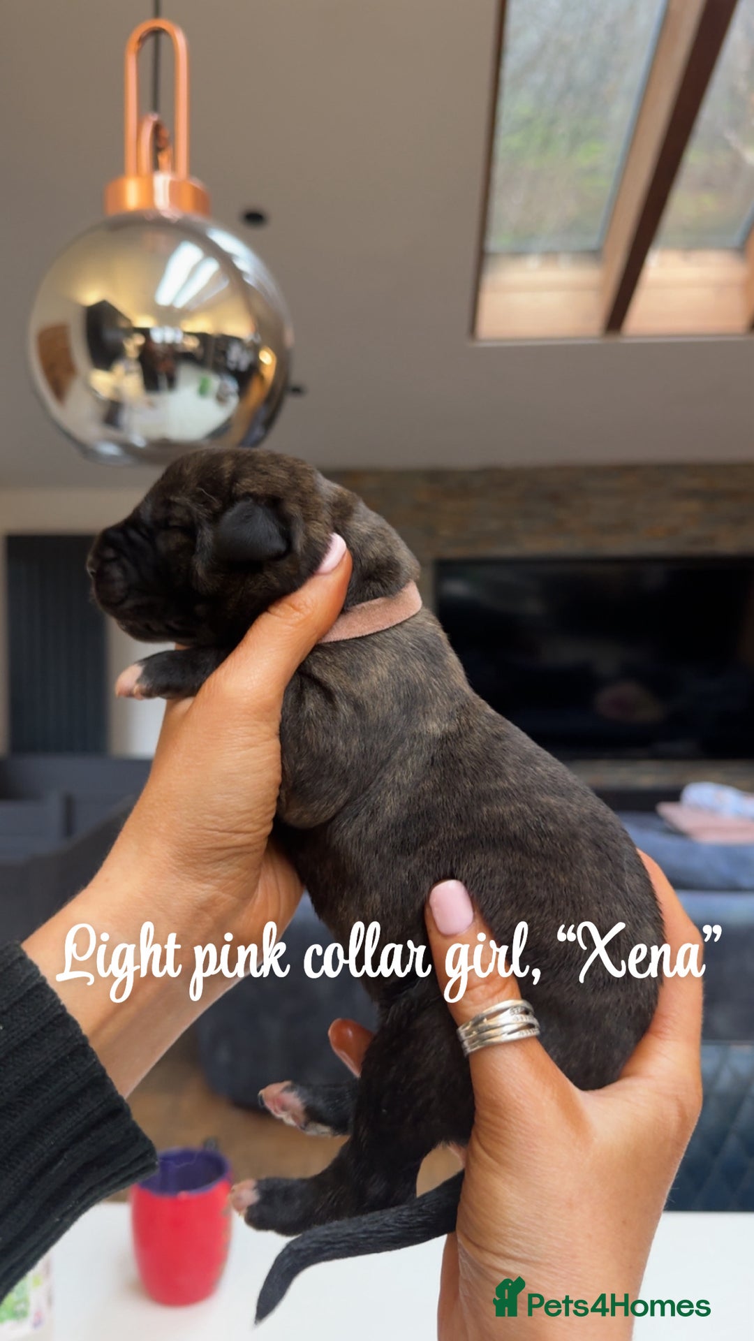 Irish Wolfhound dogs for sale: Outstanding Irish Wolfhound KC Reg Puppies  - Advert 9