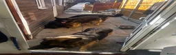 German Shepherd dogs for sale: 5 puppies Geman shepherd long hair - Advert 4