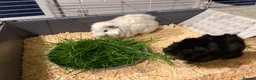 Guinea Pig rodents for sale: white and black guinea pig for sale  - Advert 2