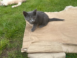 British Longhair cats - Advert 20