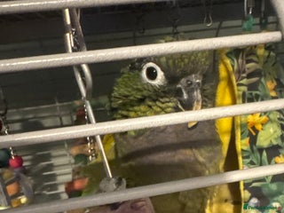 Parrots birds Parrot - Advert 1