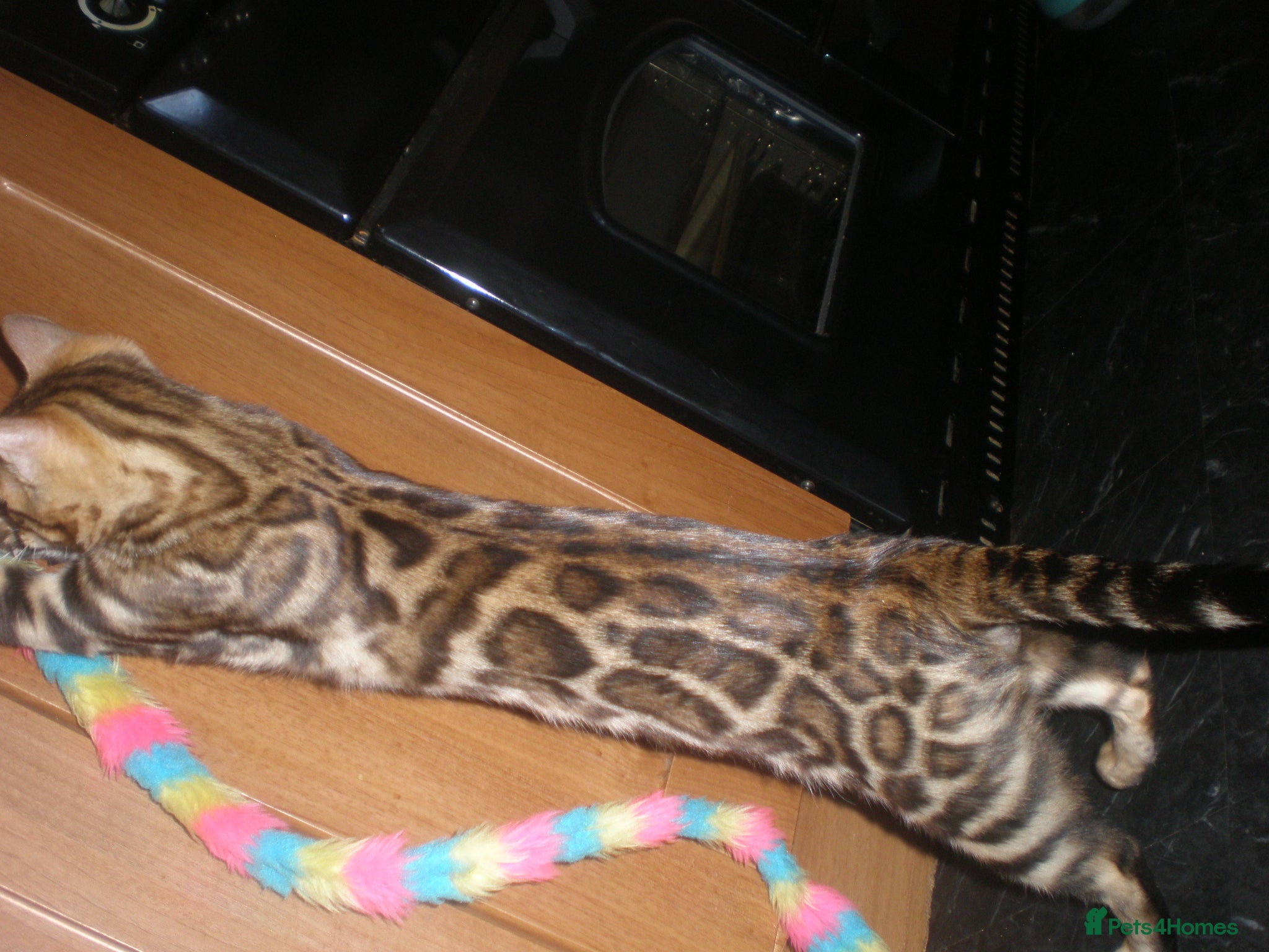 Bengal cats Beautiful Male Bengal - ready to leave  - Advert 5