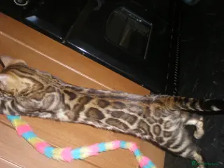 Bengal cats Beautiful Male Bengal - ready to leave - Advert 5