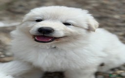 German Shepherd dogs for sale: Very special, super WHITE, LONG HAIRED GSD pups  - Image 7