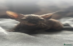 Sphynx cats for sale: Sphinx kitchens for a sale  - Image 2
